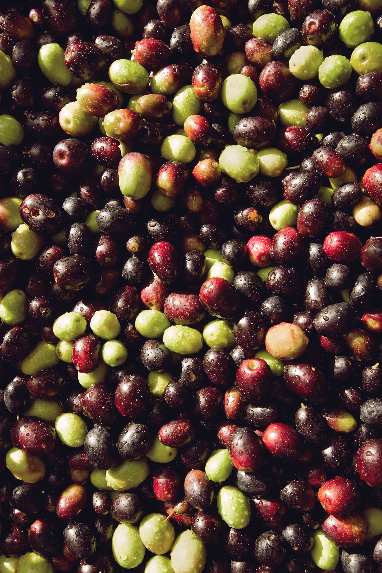 teig-italy-olives